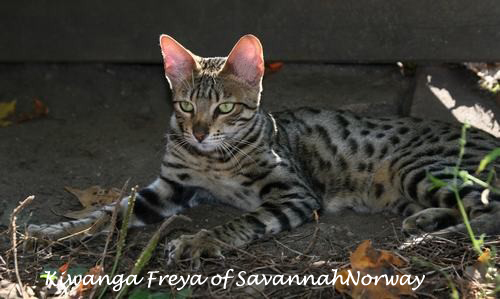 KIwanga Freya of savannahNorway